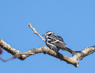 Black-and-white Warbler in Spring