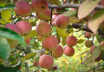 Apples hanging on branches