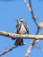 Black-and-white Warbler in Spring
