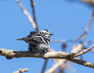 Black-and-white Warbler in Spring