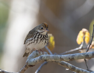 Perched Ovenbird in Spring