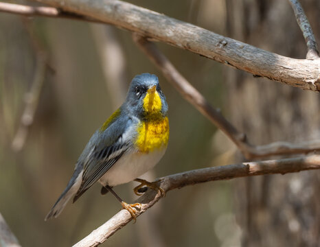Male Northern Parula in Spring