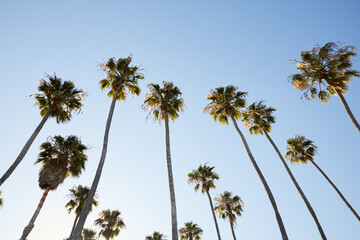 California Palm Trees