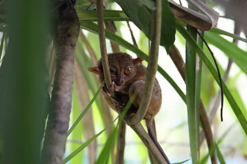 Philippine tarsier, one of the smallest primates in the Bohol, Philippine