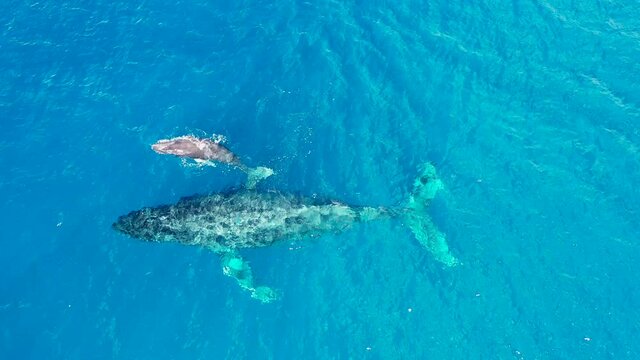 Top down view of whale and its calf swimming side by side in Pacific