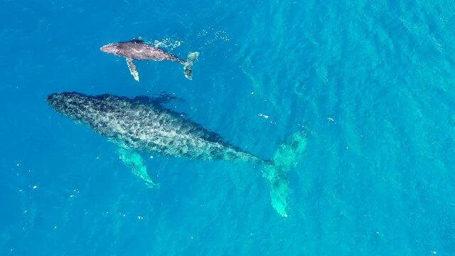 Top down view of a whale and its calf swimming in the Pacific