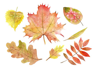 Watercolor Autumn Leaves set. Hand painted botanical illustration of Fall Foliage. Maple and Oak leafage on white isolated background. Yellow, orange and red colors
