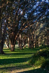 thick evergreen tea trees in Sydney centennial park over lush green grass