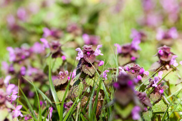 nettle blooming in the spring season
