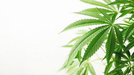 Marijuana leaves, cannabis on a white background, beautiful background, indoor cultivation. With copy space