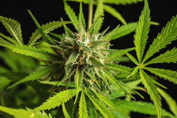 Cannabis buds close-up on a dark background. A mature marijuana bush