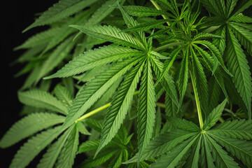 Fototapeta na wymiar Marijuana leaves, cannabis on a dark background, beautiful background, indoor cultivation