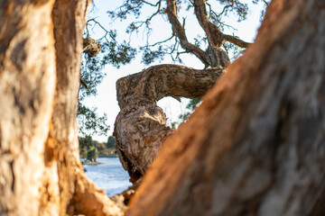 close up of Paperbark tree trunk  textured bark peeling off Australian tree