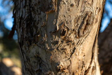 tree bark textureclose up of Paperbark tree trunk  textured bark peeling off Australian tree