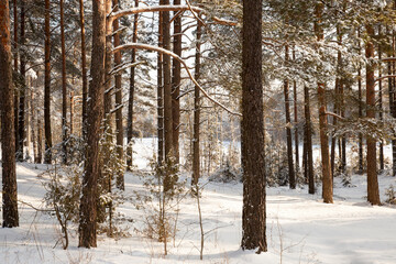 frosty winter after snowfall with bare deciduous trees