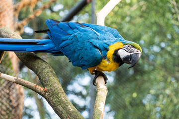 Arara Canindé eating and flying freely within a park. It is a little smaller than other macaws and...