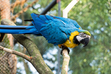 Arara Canindé eating and flying freely within a park. It is a little smaller than other macaws and...
