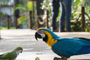 Arara Canindé eating and flying freely within a park. It is a little smaller than other macaws and has a very colorful plumage. Canindé macaw Originally from Brazil. © Diego