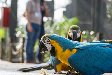 Arara Canindé eating and flying freely within a park. It is a little smaller than other macaws and has a very colorful plumage. Canindé macaw Originally from Brazil.