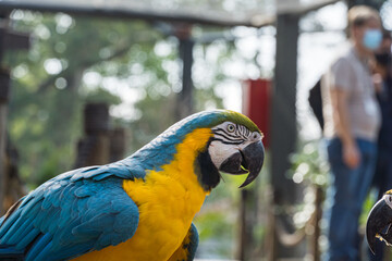 Arara Canindé eating and flying freely within a park. It is a little smaller than other macaws and has a very colorful plumage. Canindé macaw Originally from Brazil.