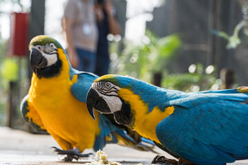 Arara Canindé eating and flying freely within a park. It is a little smaller than other macaws and has a very colorful plumage. Canindé macaw Originally from Brazil. © Diego
