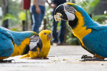Arara Canindé eating and flying freely within a park. It is a little smaller than other macaws and has a very colorful plumage. Canindé macaw Originally from Brazil. © Diego