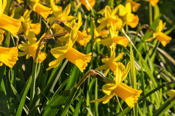 closeup of miniature yellow daffodil flowers in bloom with blurred background