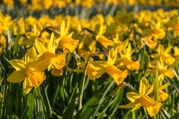 Obraz premium closeup of dwarf yellow daffodils in bloom growing in park with blurred background and copy space