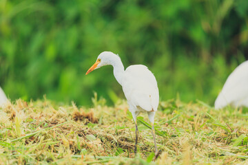 Aigrette blanche dans un champ