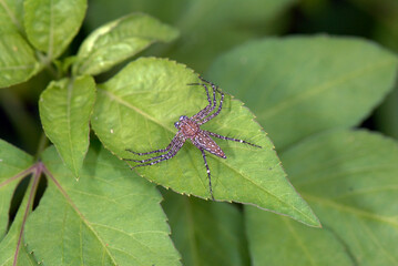 spider on a leaf