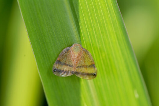 Ricanoides flabellum on a leaf
