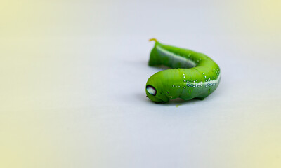Big green caterpillar, big eyes, scary. It's on a white and fair light background.