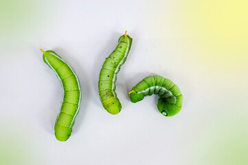 Big green caterpillar, big eyes, scary. It's on a white and fair light background.