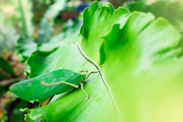 The leaf grasshopper, it adapts or disguises itself from its enemies to blend in with its...