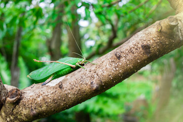 The leaf grasshopper, it adapts or disguises itself from its enemies to blend in with its environment.