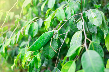 The leaf grasshopper, it adapts or disguises itself from its enemies to blend in with its environment.
