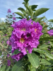 Lagerstroemia speciosa flower in nature garden