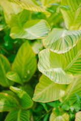 Obraz premium 夏の植物