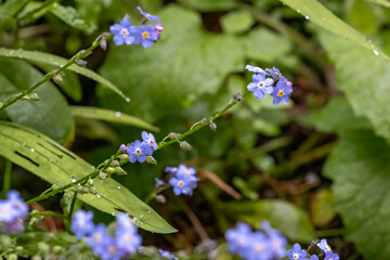 small blue forget me not flowers in bloom