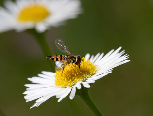 A Flower Fly  on a white Fleabane wildflower (Erigeron annuus)