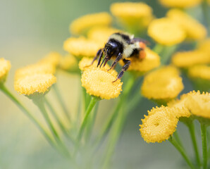 A Bumble bee on a yellow yarrow wildflower in macro view 