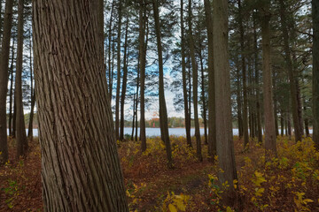 Beautiful Atlantic White Cedar trees growing in the protected forests of the New Jersey Pine Barrens.