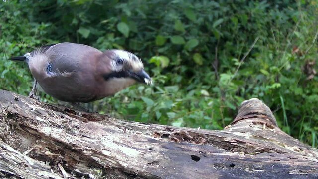 Eichelh&auml;her (Garrulus glandarius)