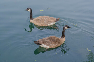 pato en el agua