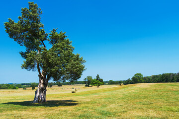old lonely tree in a field with mown hay and rolls of hay