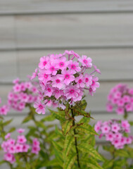 Beautiful pink flowers growing outside on a summer day