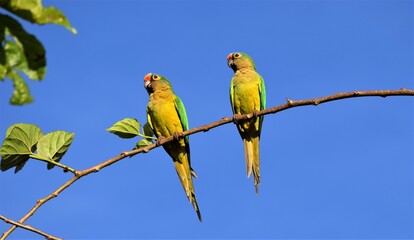 casal de periquito-rei