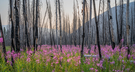 Fireweed (Chamaenerion angustifolium) growing among forest fire tree snags in Kootenay National...