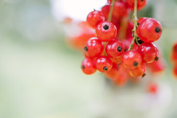 Ripe bunch of red currant berries growing on bush, macro shallow depth of field