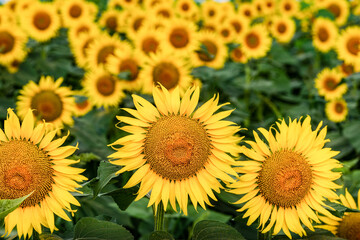 ひまわりの丘に咲く夏の花向日葵